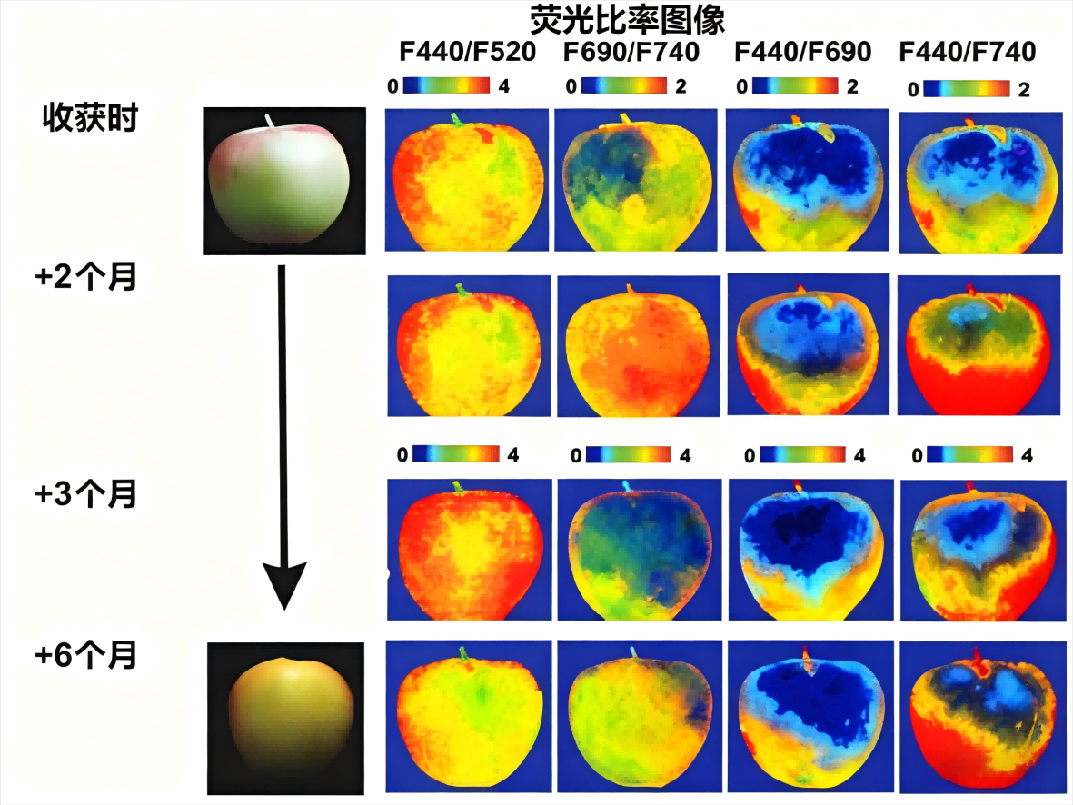 修改版-高光谱图像技术在水果品质无损检测中的研究